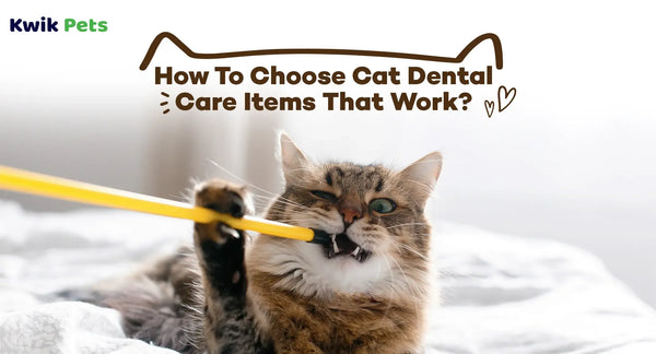 How To Choose Cat Dental Care Items That Work