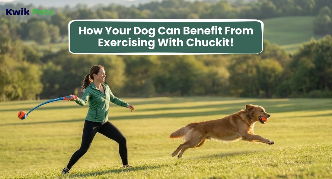  How Your Dog Can Benefit From Exercising With Chuckit