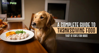 A Complete Guide to Thanksgiving Food That Is Safe for Dogs