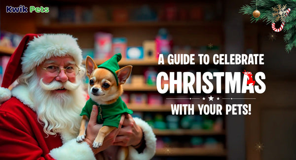 A Guide To Celebrate Christmas With Your Pets!