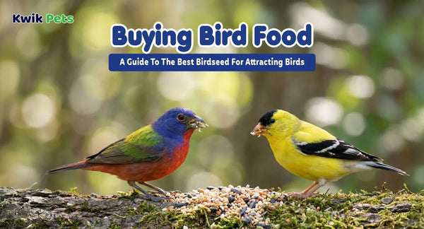 Buying Bird Food: A Guide To The Best Birdseed For Attracting Birds