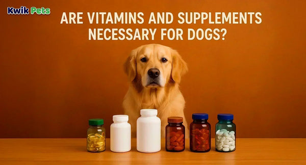 Are Vitamins And Supplements Necessary For Dogs?
