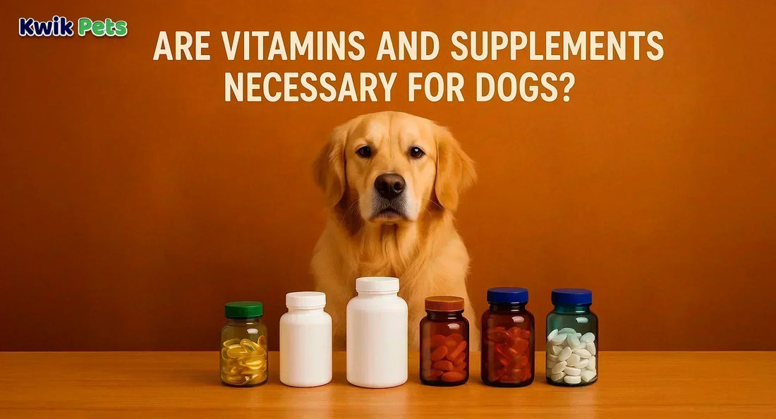 Are Vitamins And Supplements Necessary For Dogs?