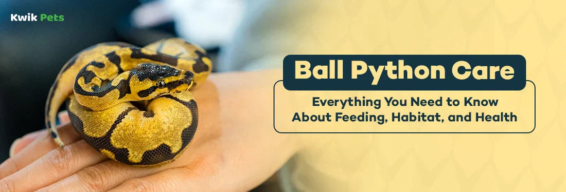 ball python care