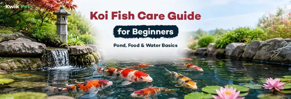 koi fish care guide for beginners