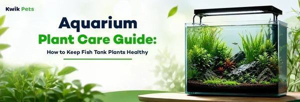aquarium plant care