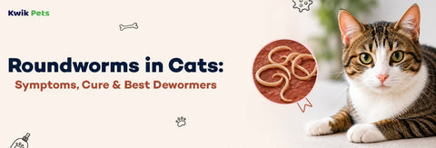 Roundworms in Cats: Symptoms, Cure & Best Dewormers