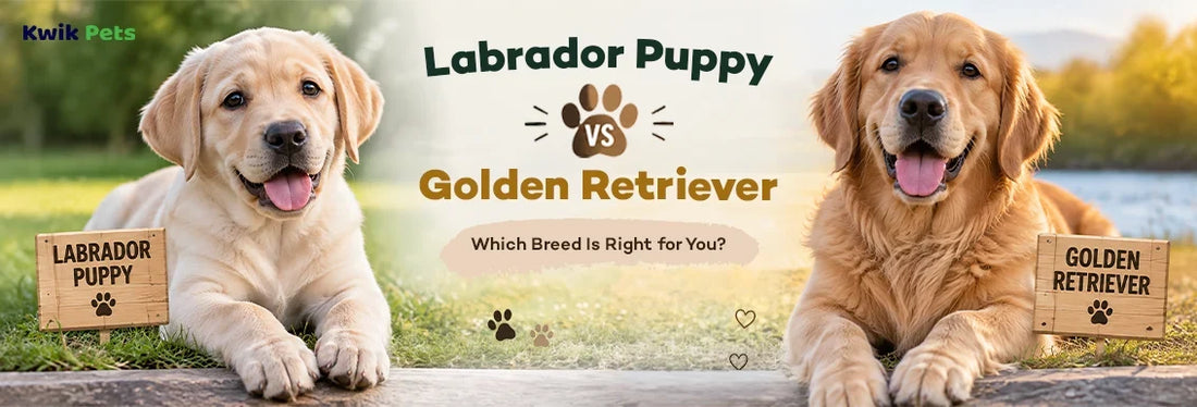 labrador puppy vs golden retriever