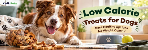 Low Calorie Treats for Dogs: Best Healthy Options for Weight Control