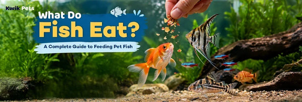 what do fish eat