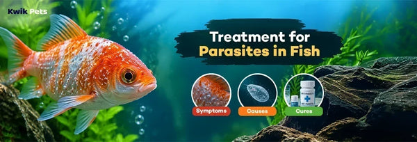 treatment for parasites in fish