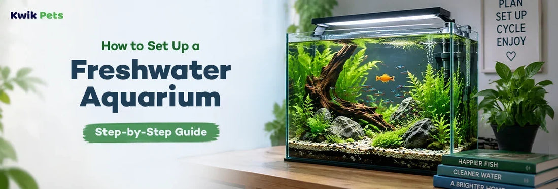 how to set up a freshwater aquarium for beginners