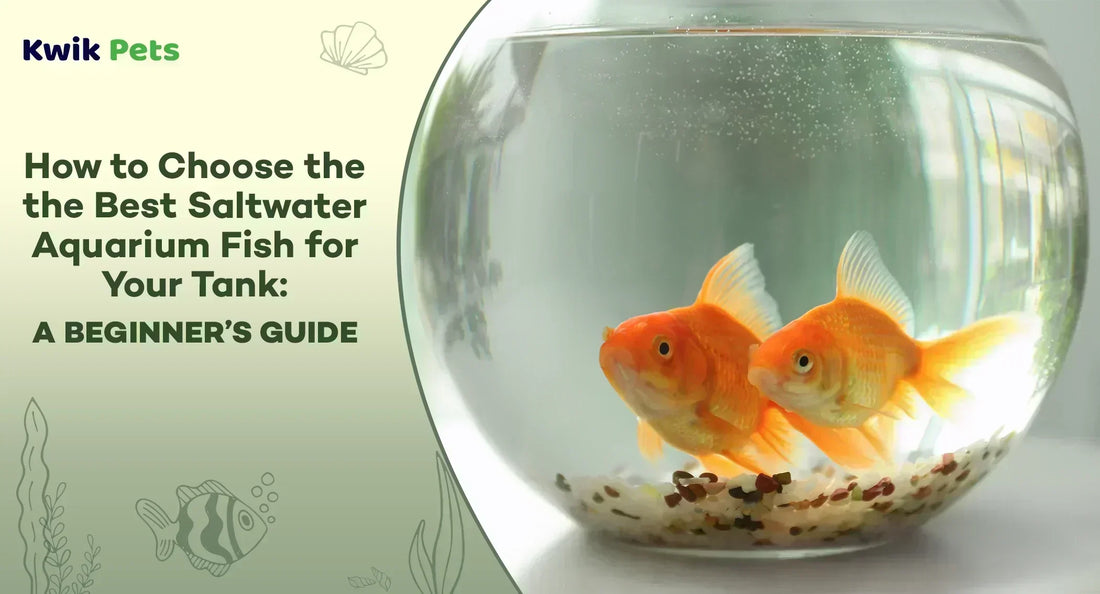 saltwater aquarium fish