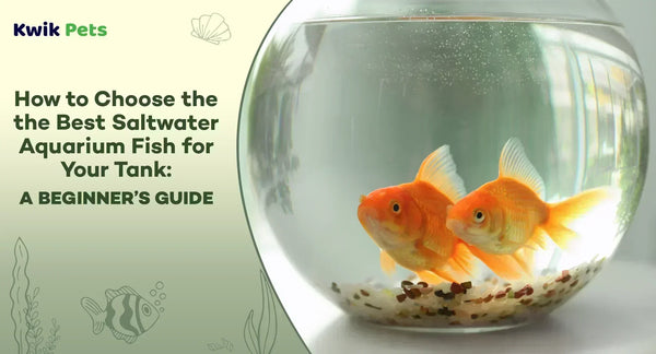 saltwater aquarium fish