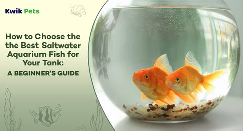 How to Choose the Best Saltwater Aquarium Fish for Your Tank: A Beginner’s Guide