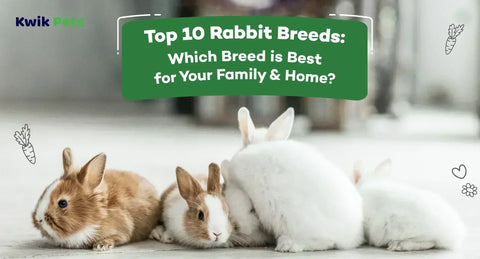 Top 10 Rabbit Breeds: Which Breed is Best for Your Family & Home?