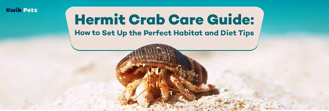 hermit crab care