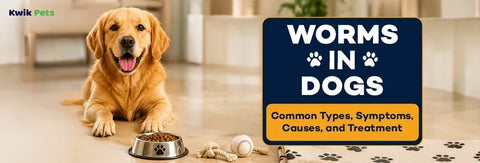 Worms in Dogs: Common Types, Symptoms, Causes, and Treatment