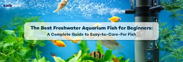 freshwater aquarium fish