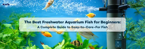 The Best Freshwater Aquarium Fish for Beginners: A Complete Guide to Easy-to-Care-For Fish