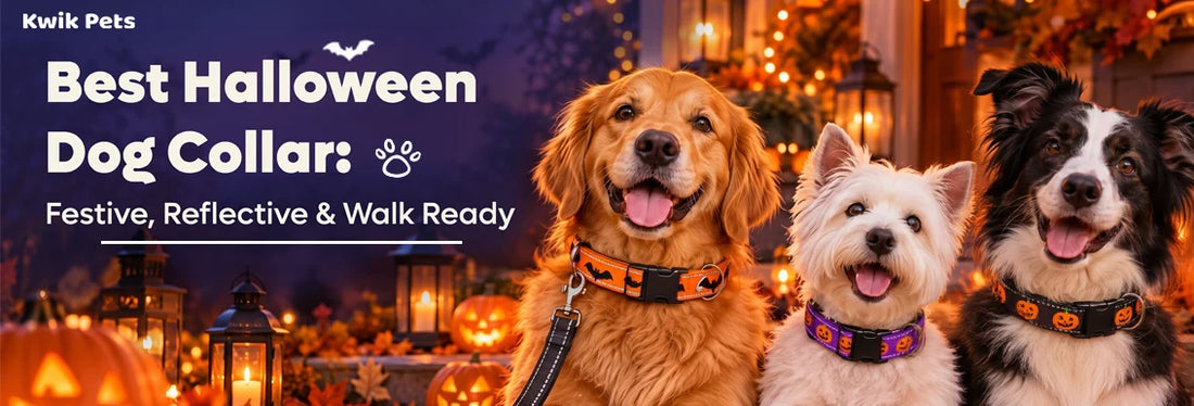 Halloween dog collar