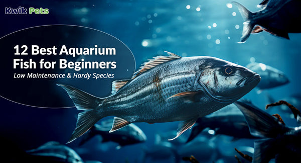 best aquarium fish for beginners