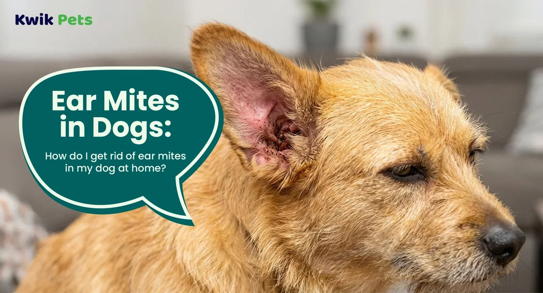 Ear Mites in Dogs: How do I get rid of ear mites in my dog at home?