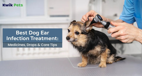 Best Dog Ear Infection Treatment: Medicines, Drops & Care Tips