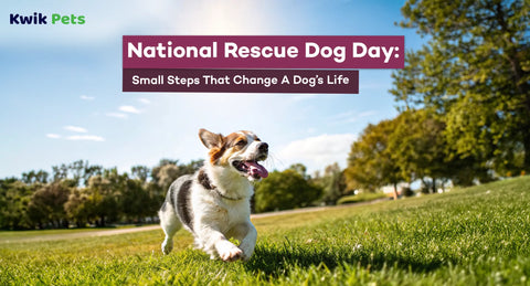 National Rescue Dog Day: Small Steps That Change A Dog’s Life