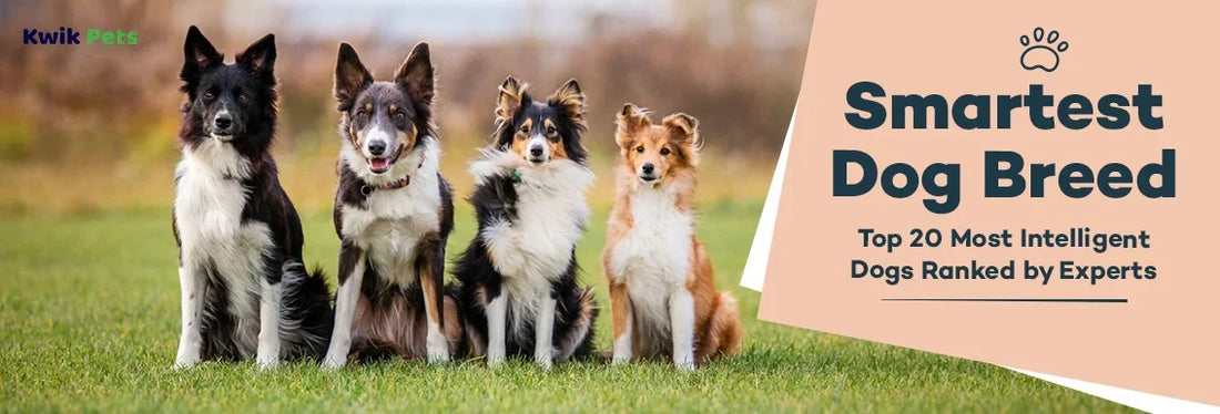 smartest dog breed