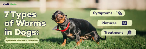7 Types of Worms in Dogs: Symptoms, Pictures & Treatment (2026 Vet Guide)