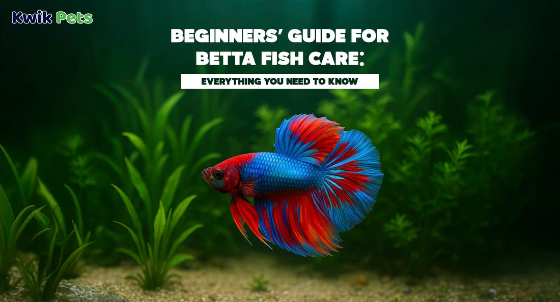 Beginners’ Guide for Betta Fish Care: Everything You Need to Know