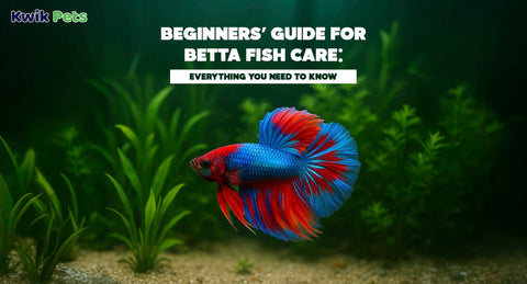 Beginners’ Guide for Betta Fish Care: Everything You Need to Know