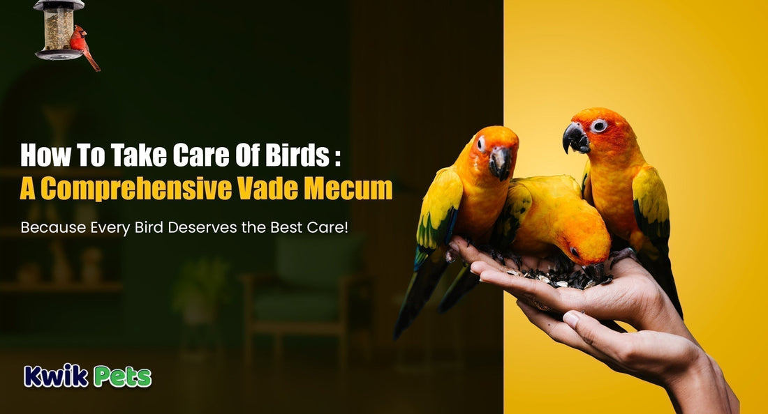 how to take care of birds