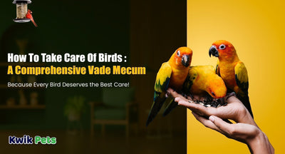 How To Take Care Of Birds: A Comprehensive Vade Mecum