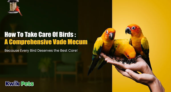 How To Take Care Of Birds: A Comprehensive Vade Mecum