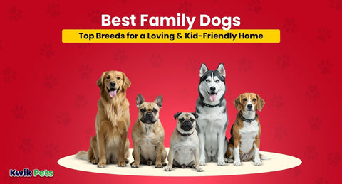 Best Family Dogs: Top Breeds for a Loving & Kid-Friendly Home