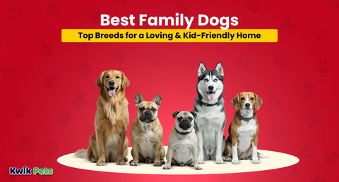 Best Family Dogs: Top Breeds for a Loving & Kid-Friendly Home