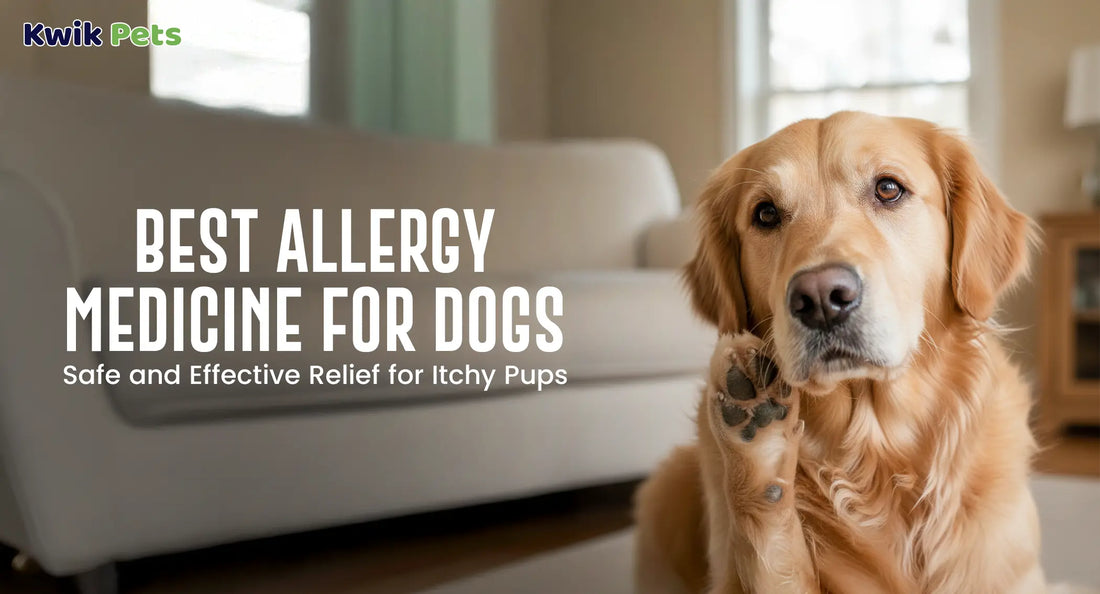 Best Allergy Medicine for Dogs: Safe and Effective Relief for Itchy Pups