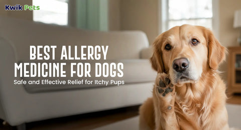 Best Allergy Medicine for Dogs: Safe and Effective Relief for Itchy Pups