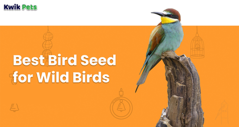 Best Bird Seed for Wild Birds