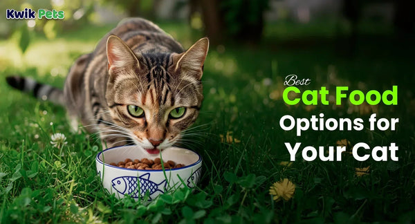 Best Cat Food Options for Your Cat