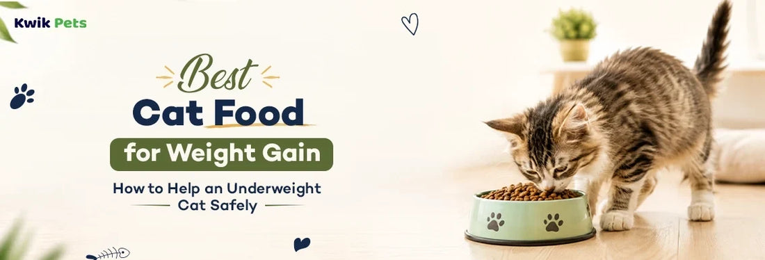 Best Cat Food for Weight Gain: How to Help an Underweight Cat Safely