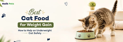 Best Cat Food for Weight Gain: How to Help an Underweight Cat Safely