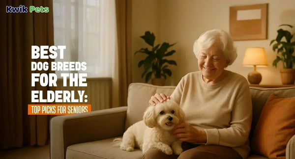 Best Dog Breeds for the Elderly