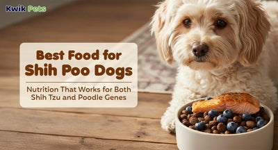 Best Food for Shih Poo Dogs: Nutrition That Works for Both Shih Tzu and Poodle Genes