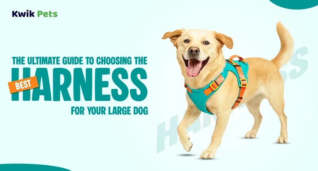 Choosing the Best Harness for Your Large Dog
