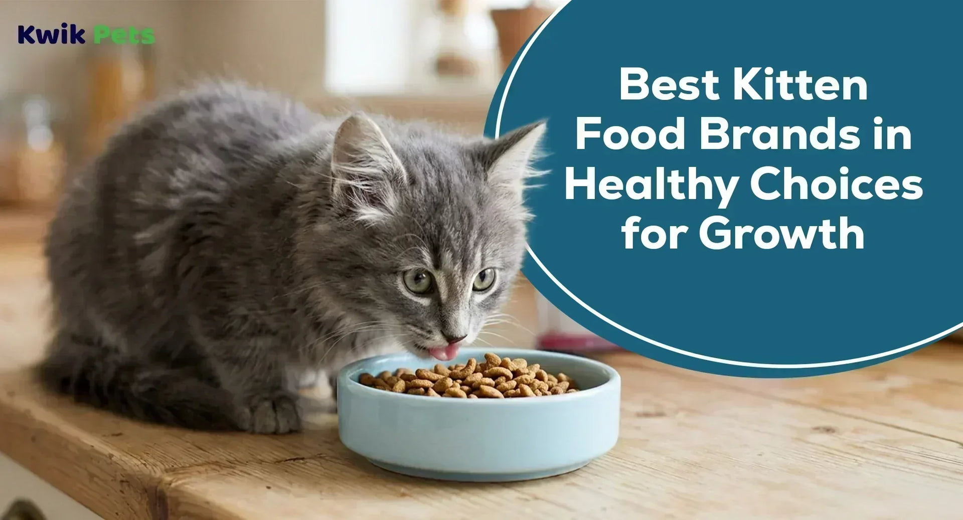 Best Kitten Food Brands in 2026: Healthy Choices for Growth