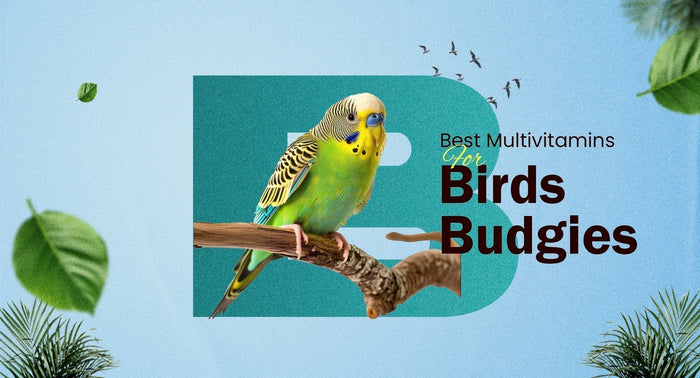 Best Multivitamins For Birds Budgies