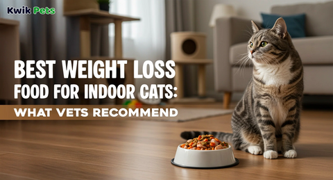 Best Weight Loss Food for Indoor Cats: What Vets Recommend